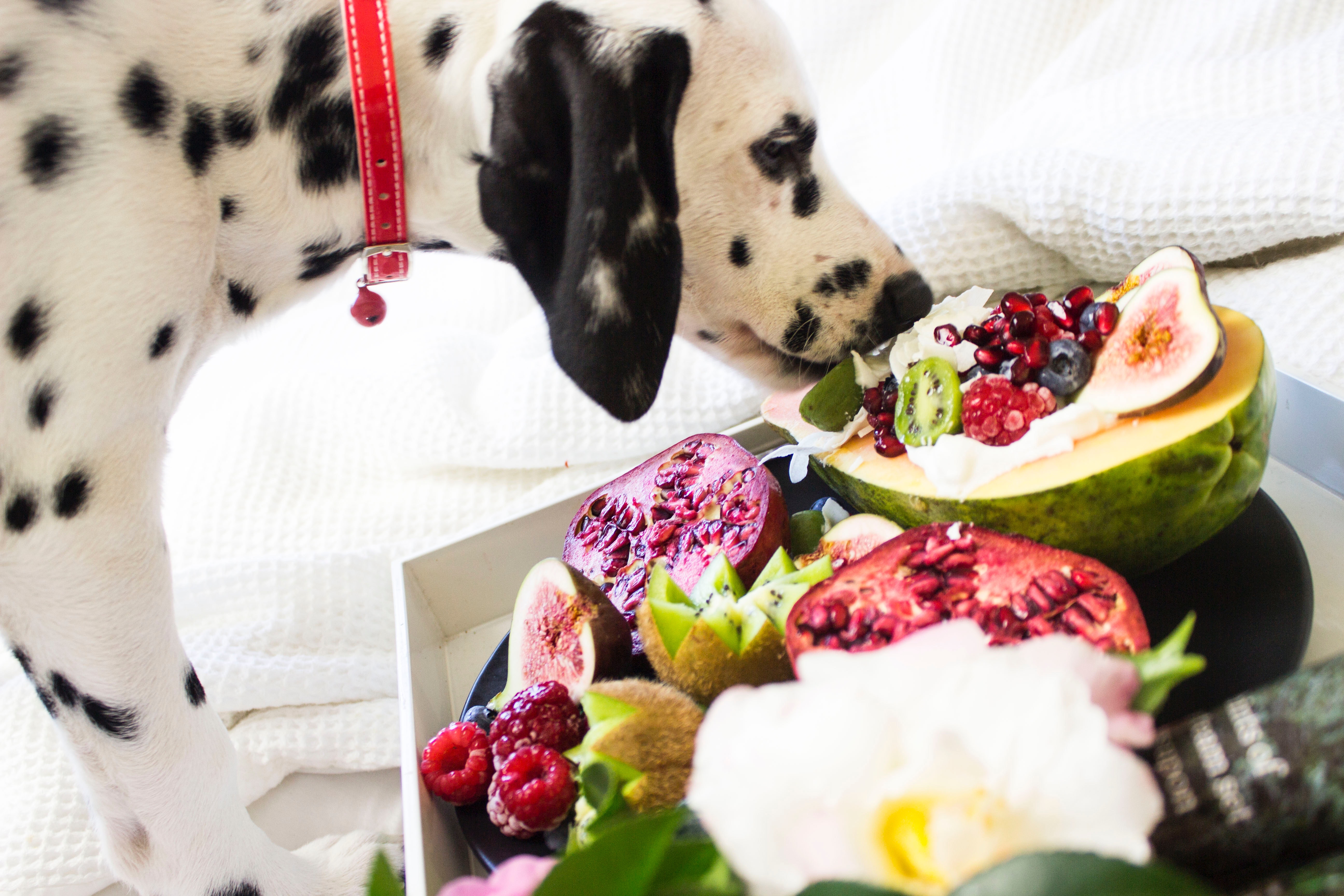 Warzywa w prawidłowej diecie psa są dozwolone, jednak najlepszą strawność wykazują te po obróbce termicznej.
